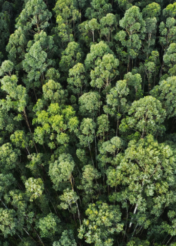 Umweltbewusstsein in Deutschland: Innovationen und Strategien für den Klimaschutz